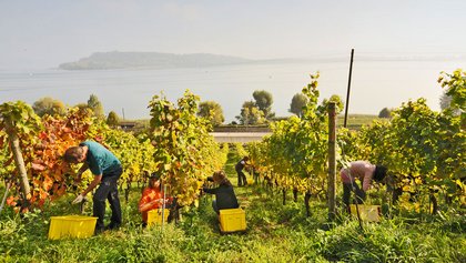 Bielersee, Jura & Drei-Seen-Land