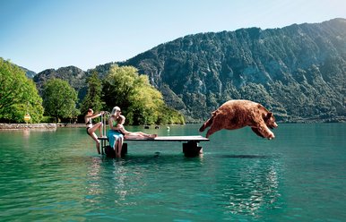 Der Bär geniesst den Sommer am Thunersee