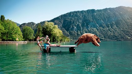 Der Bär geniesst den Sommer am Thunersee