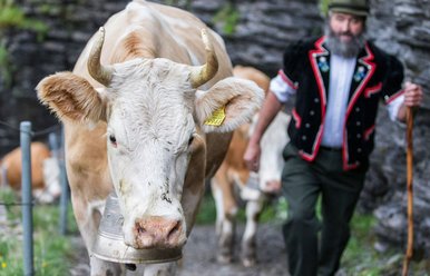 Alpaufzug Engstligenalp, Adelboden