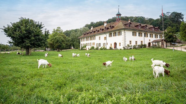 Klosterhotel, St. Petersinsel