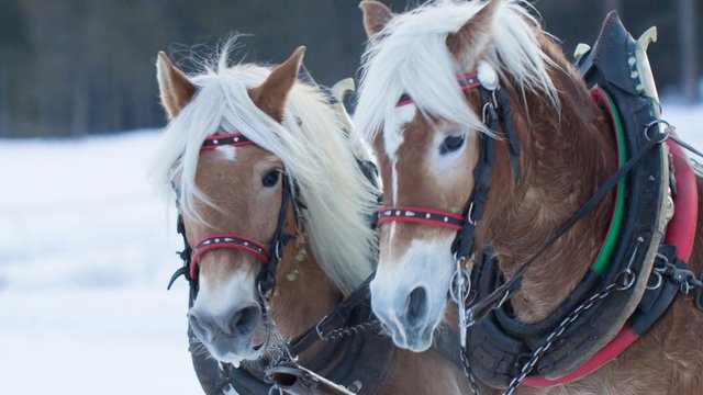 Carriage ride, Grindelwald