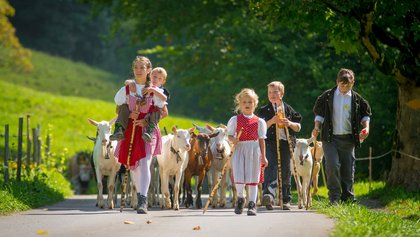 Alpabzug Suldtal, Aeschi bei Spiez, Ferienregion Interlaken