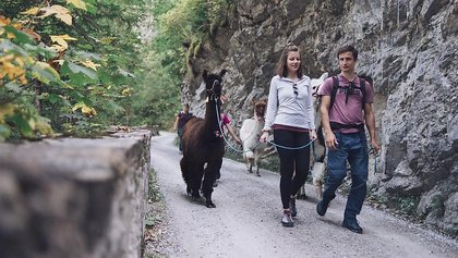 Lama-Spaziergang, Kandersteg