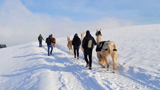 Lamawanderung im Winter in Huttwil