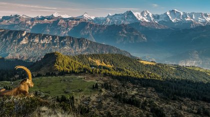 Gemmenalphorn, Ferienregion Interlaken