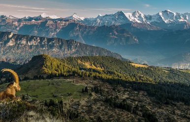 Gemmenalphorn, Ferienregion Interlaken