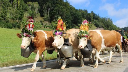 Rämmisgummen, Destination Bern