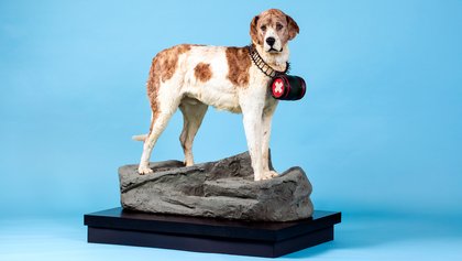 Naturhistorisches Museum Bern, Destination Bern