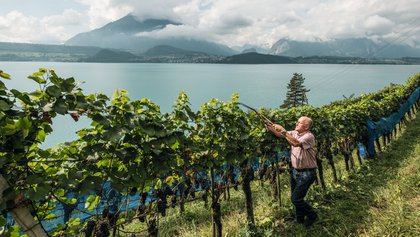 Sigriswil, Ferienregion Interlaken
