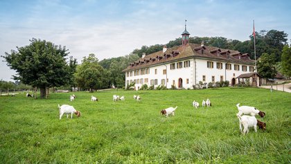 Hotel St.Petersinsel, Erlach