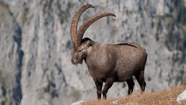 Steinbock, Adler, Gämse und Co. 
