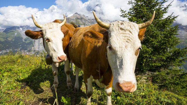 Kuh-Wege: Alpwirtschaft und Genuss 