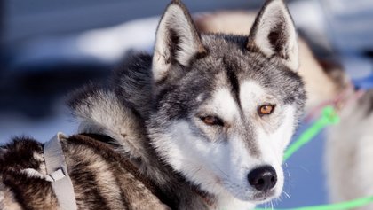 Husky, Biel Seeland & Grand Chasseral