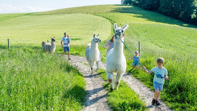 Lama-Wanderung, Huttwil