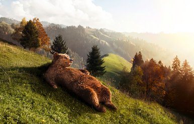 Der Bär im Herbst