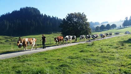Alpabfahrt Rämisgummen, Emmental, Destination Bern