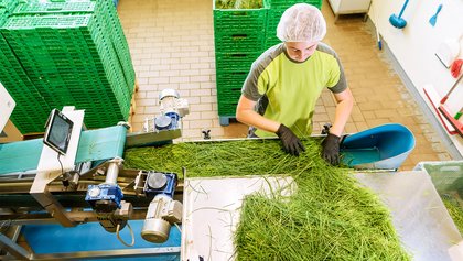 Swiss Alpine Herbs, Därstetten