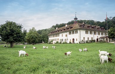 Klosterhotel St. Peterinsel