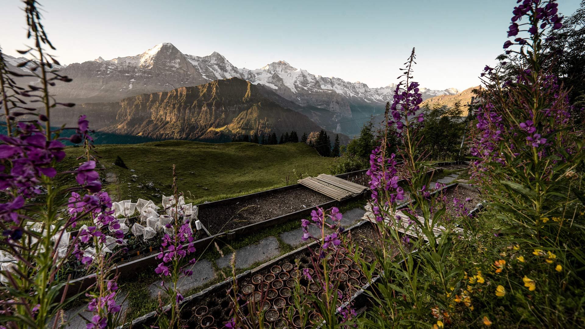 Botanischer Alpengarten, Schynige Platte